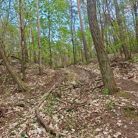 Lesna Ostoja W Centrum Puszczy Nadnoteckiej Otoczona 3 Jeziorami 別荘