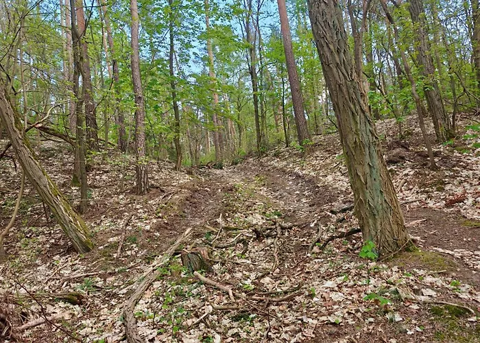 Lesna Ostoja W Centrum Puszczy Nadnoteckiej Otoczona 3 Jeziorami Casa vacanze